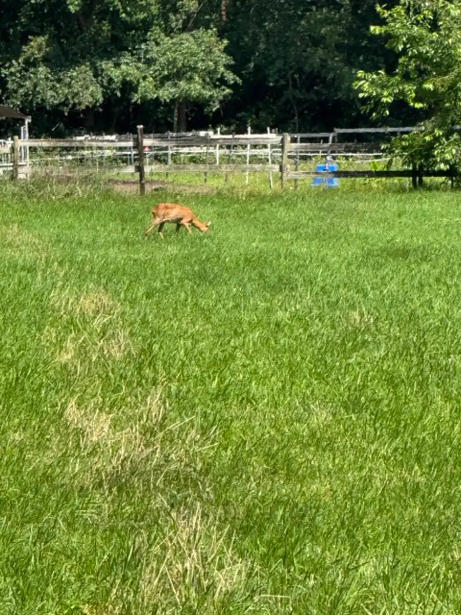 Grond te koop foto 5