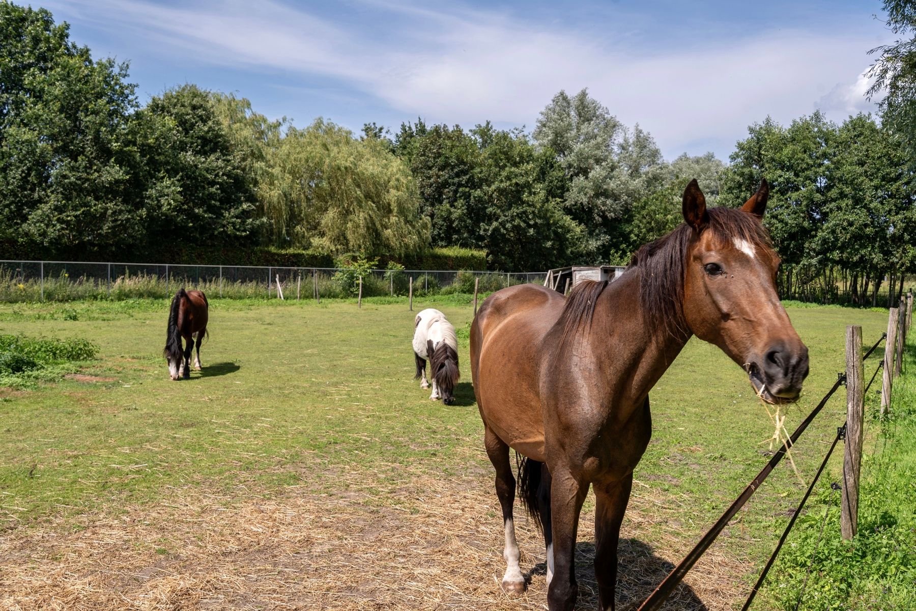 Stijlvolle villa met weides en stalling foto 6