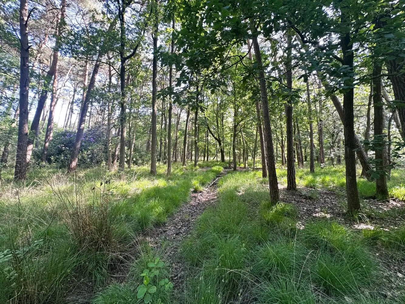 Unieke bouwgrond (5.150m²) omringd door groen & privacy in de Zeurt te Schoten! foto 3