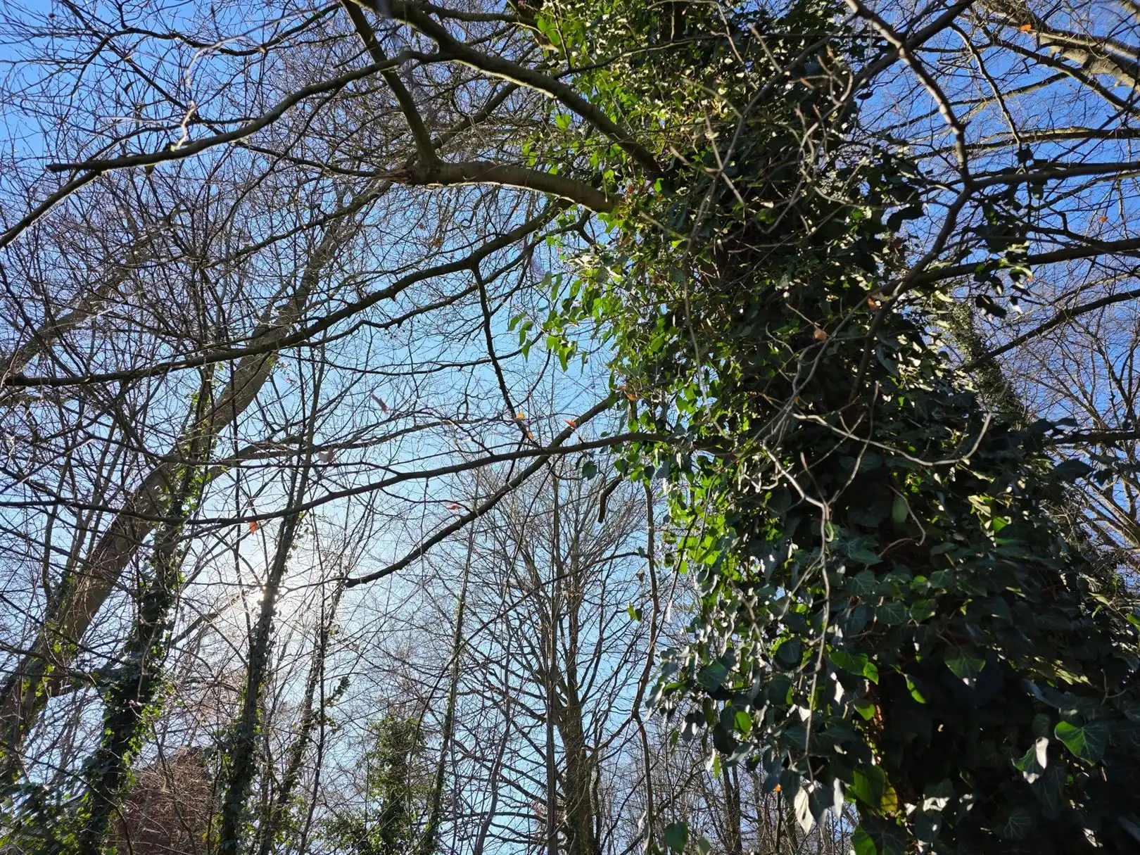 Unieke bouwgrond open bebouwing 32 are 40 ca -  in bosrijke setting Buggenhout foto 4