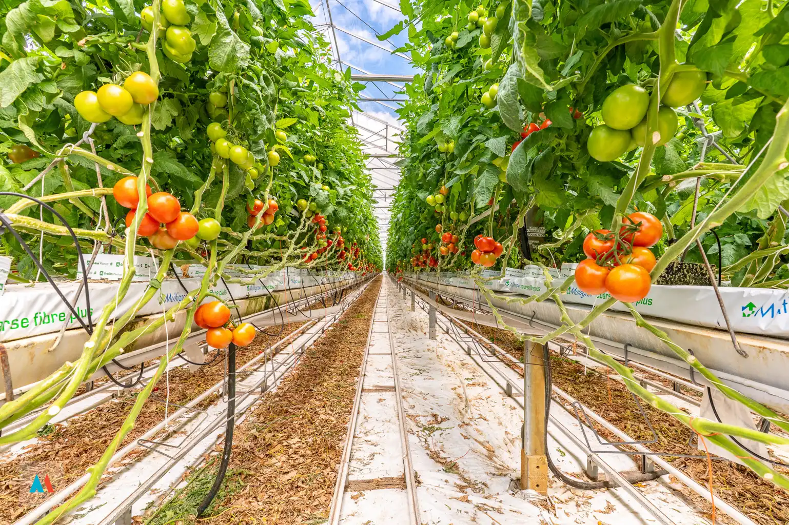 Volledig uitgerust glastuinbouwbedrijf foto 32
