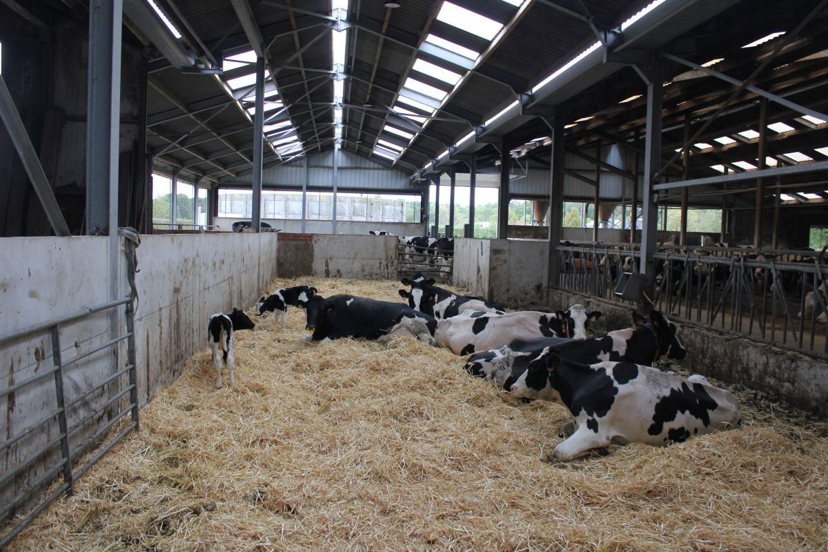 Melkveebedrijf met 38,70 ha grond te koop te Bocholt foto 7