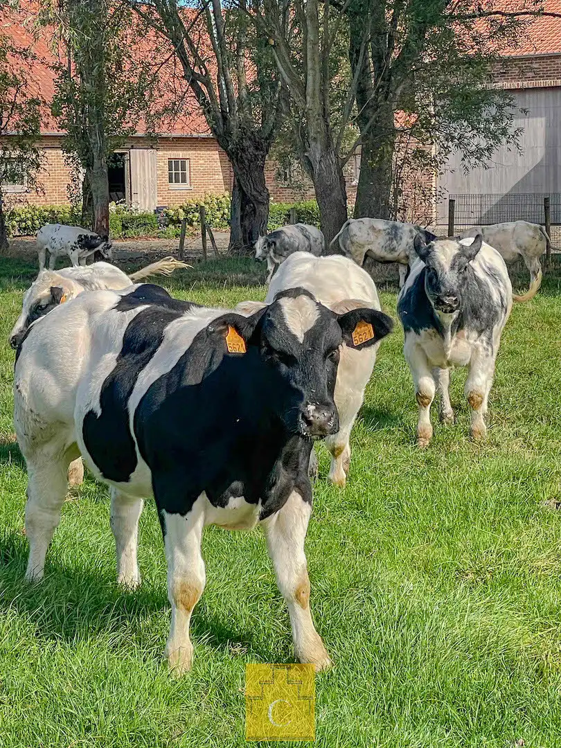 Boerderij met nieuwbouwloods (+400M2) en woning op 11.776 m² foto 22