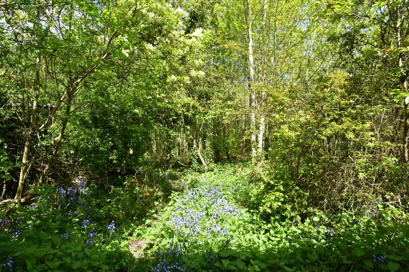 Charmant gelegen eigendom van 2.061m² met uitzonderlijk potentieel te koop in Rollegem foto 7