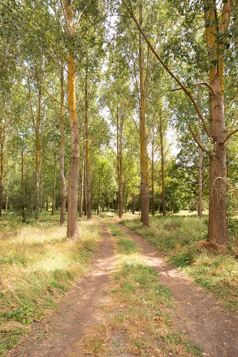 Bosgrond in een oase van groen foto 6
