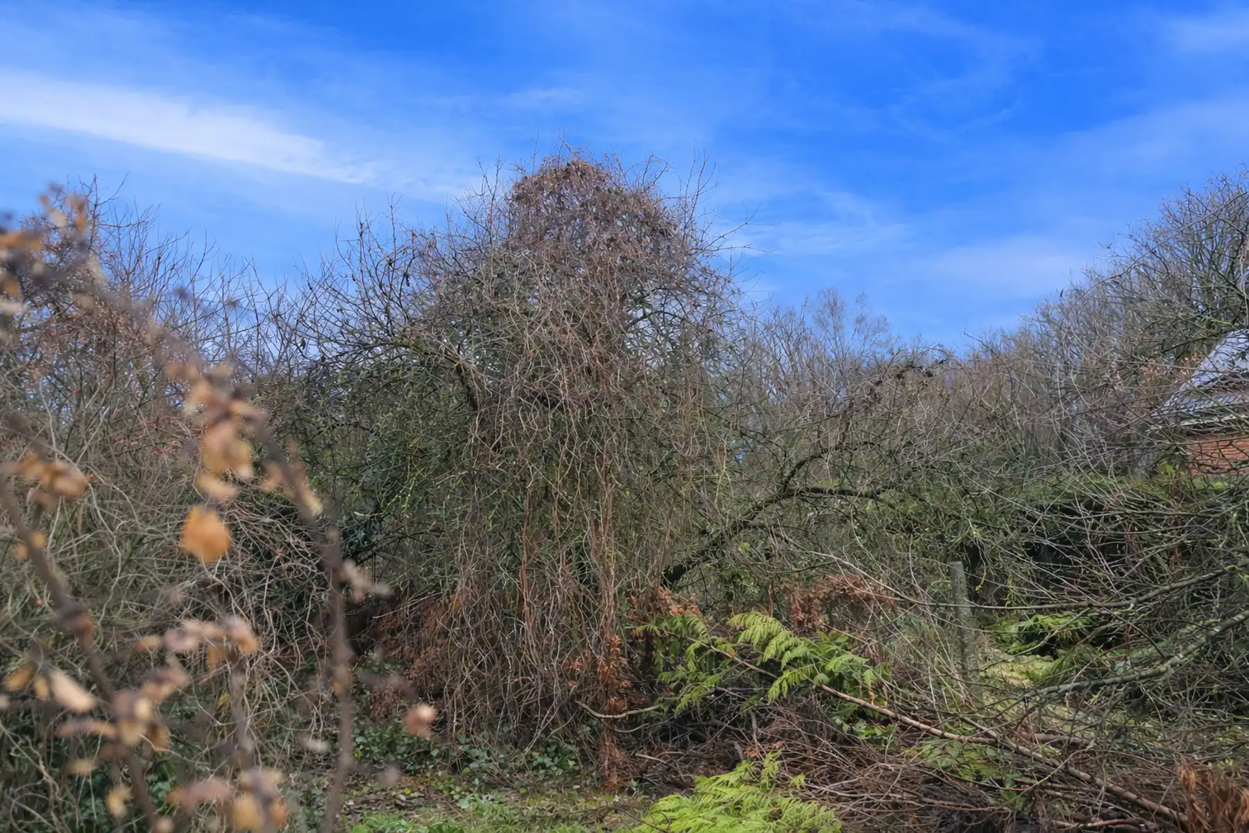 Bouwgrond voor halfopen bebouwing te Rotselaar. foto 4