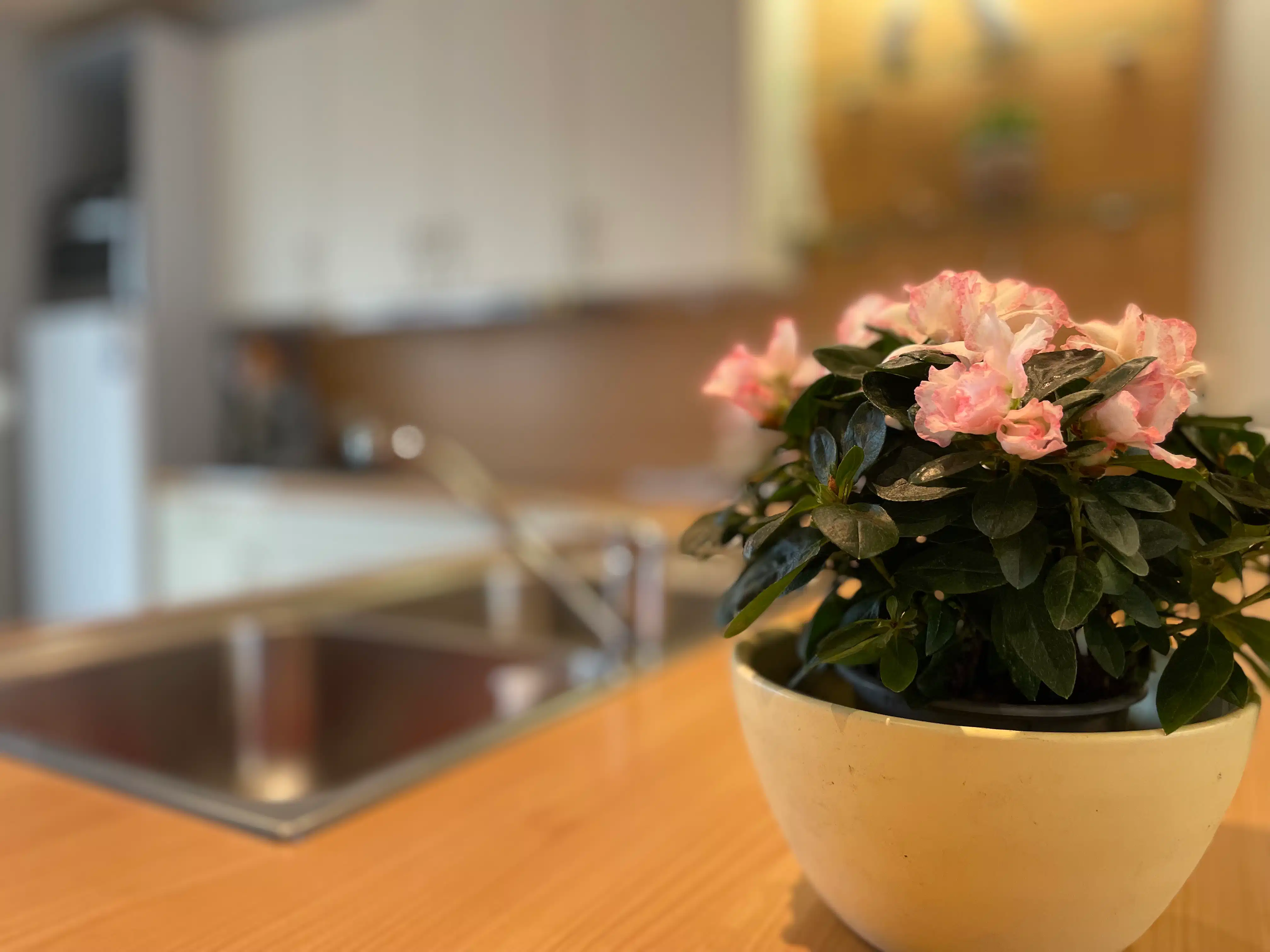 Gerenoveerde stadswoning in het centrum van Zoutleeuw. foto 10