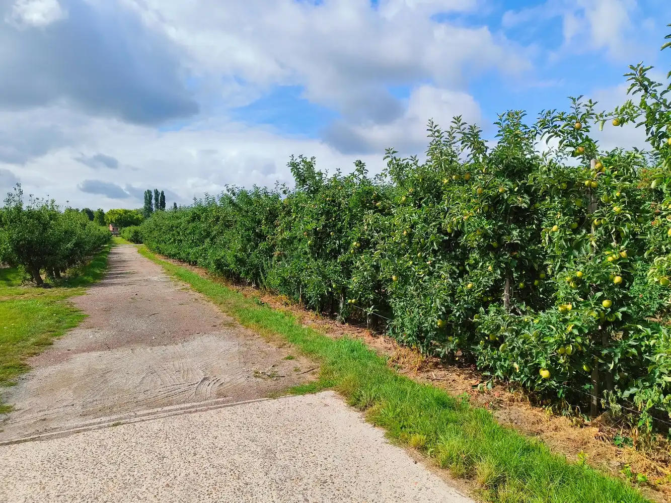 Boomgaard met loods foto 7