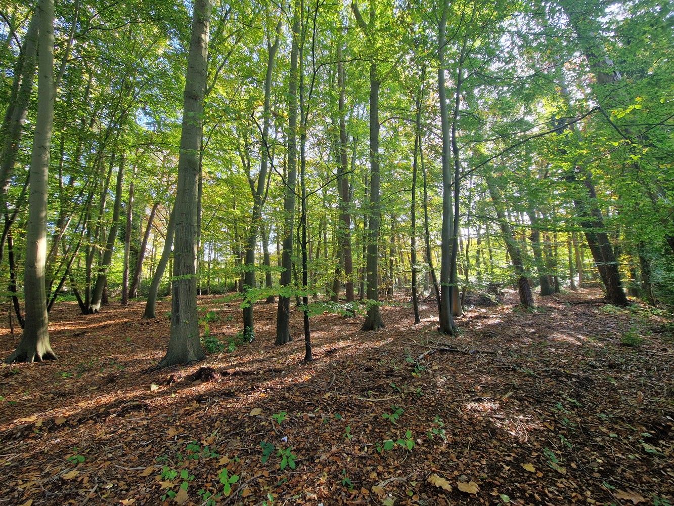 Bouwgrond (5.003 m²) voor een open bebouwing in Kapellen! foto 6