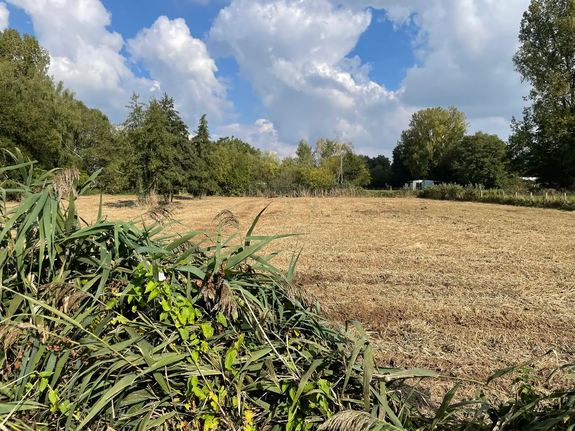 Hooiland nabij natuurgebied in Houthalen-Helchteren foto 5