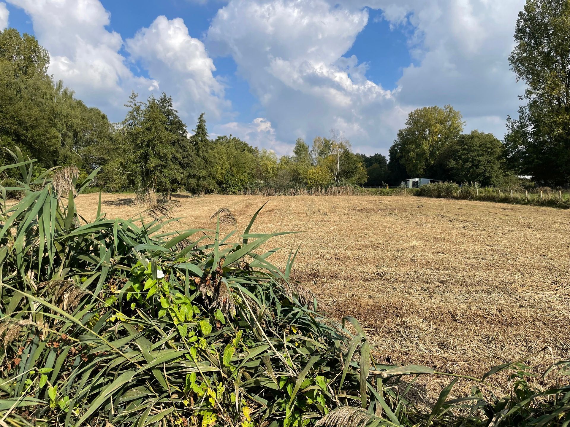 Hooiland nabij natuurgebied in Houthalen-Helchteren foto 5