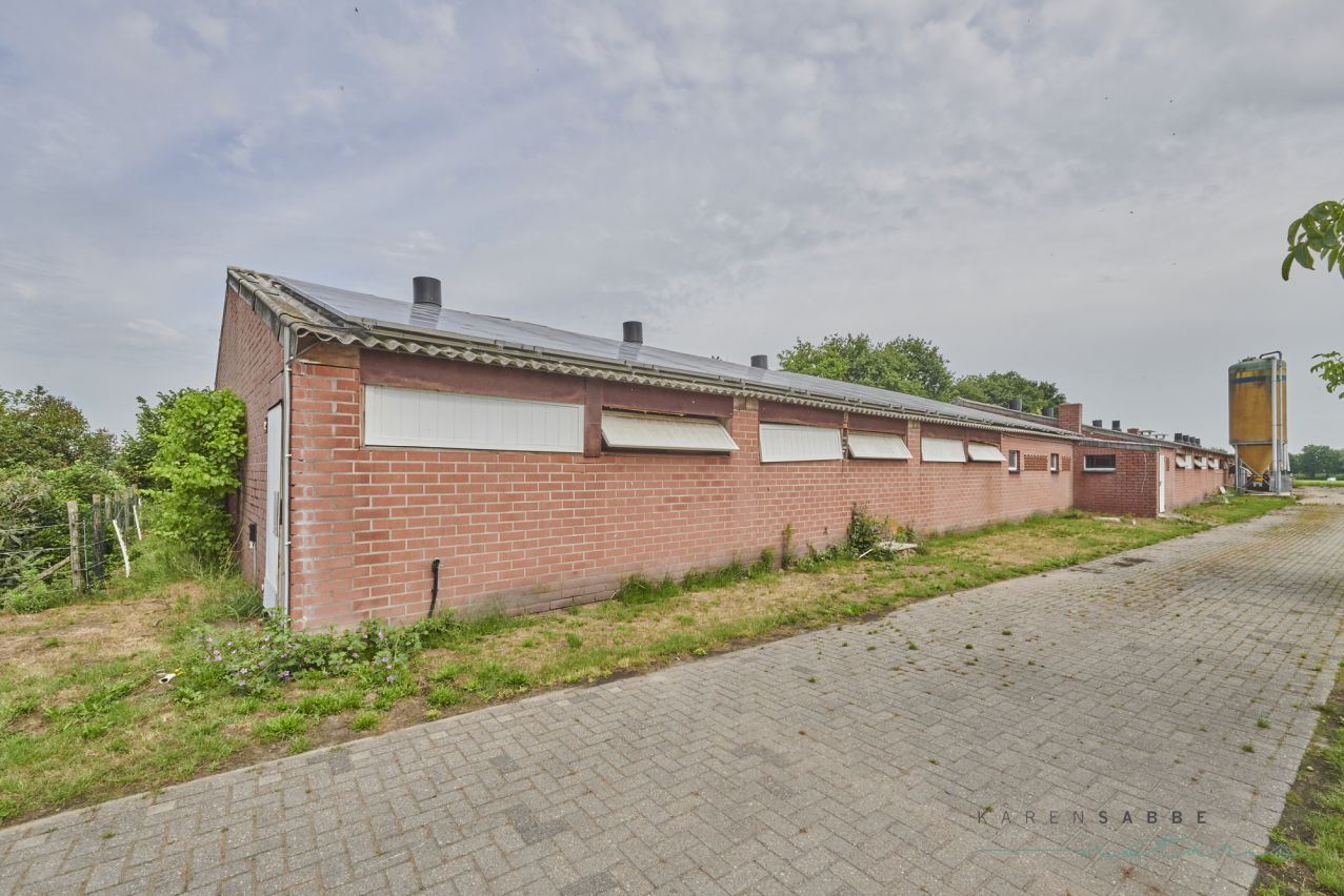 Hoeve met 2 woningen en stallen te koop te Hamont-Achel op 6,5 à 14 ha foto 4