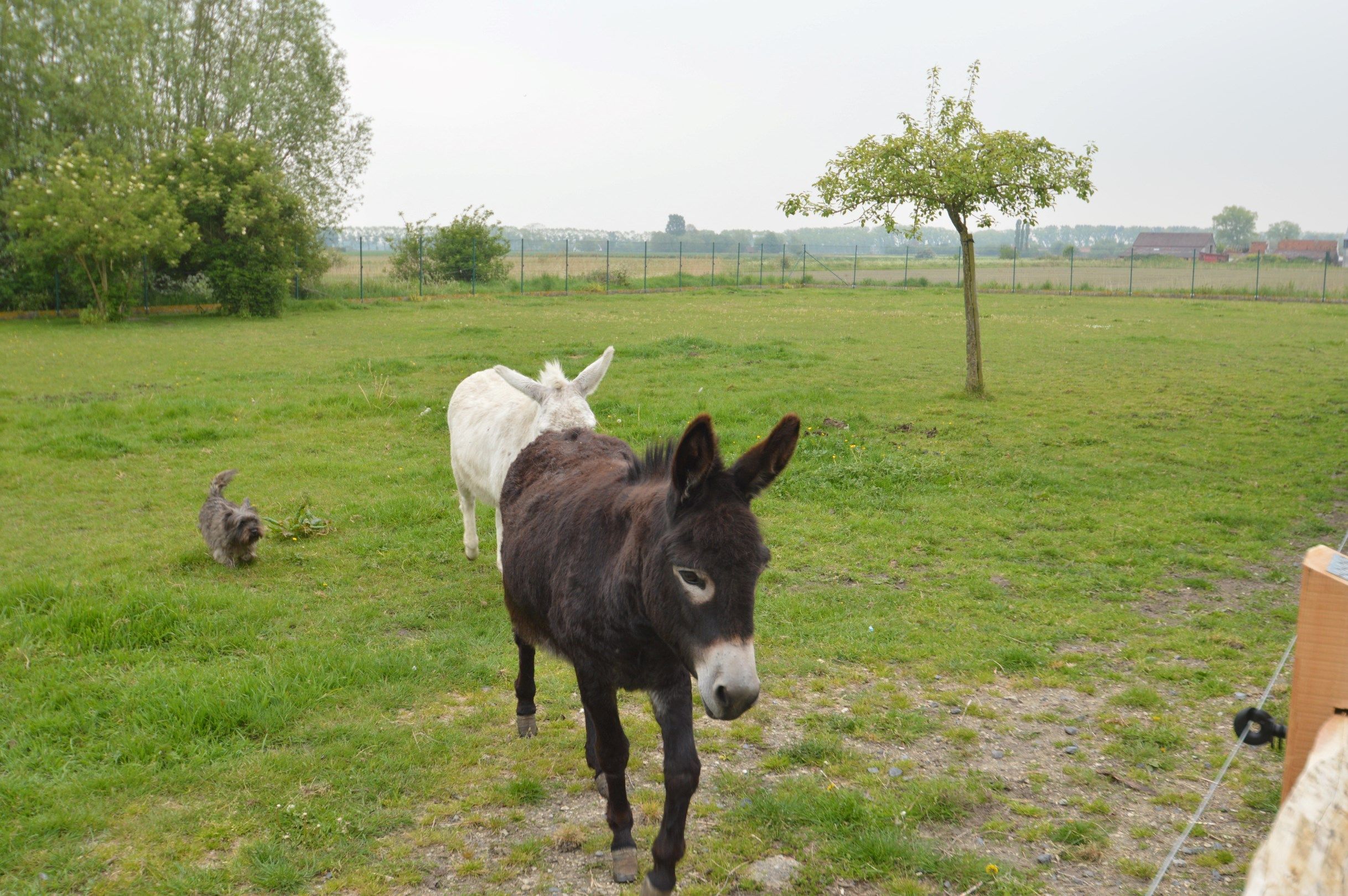 Fermette met bijgebouwen in het prachtige Damme foto 12