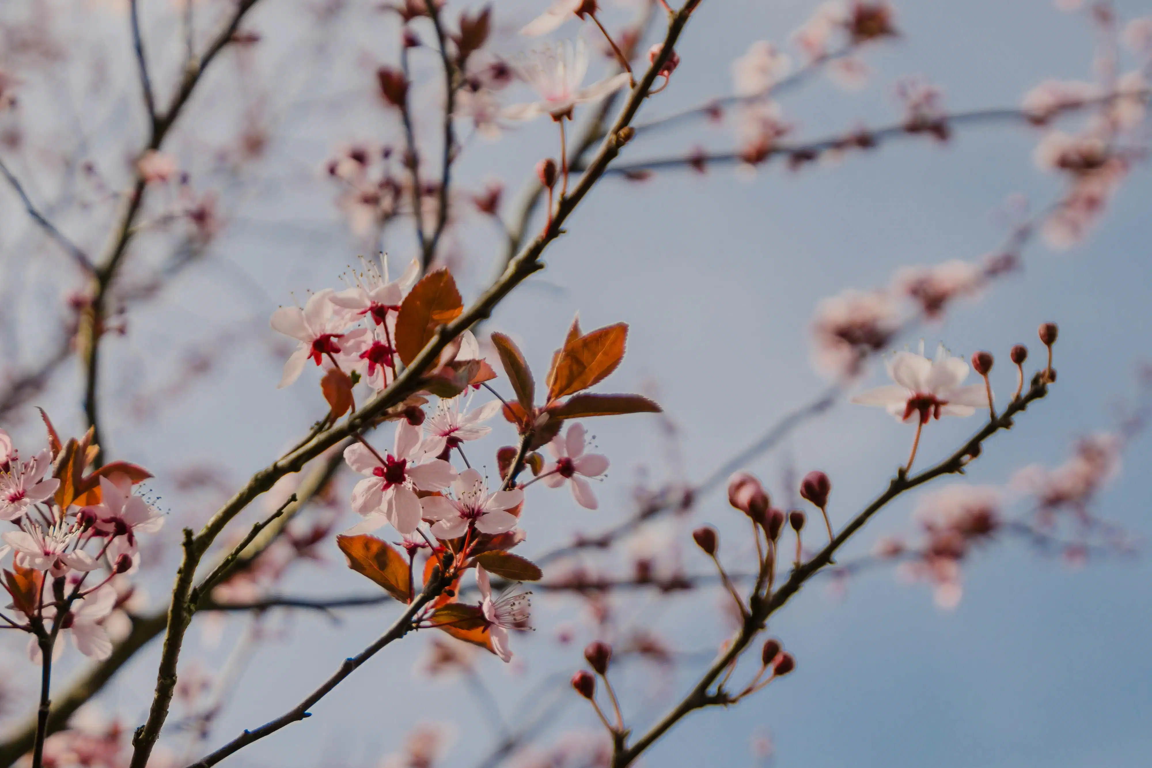 Instapklare, rustig gelegen villa met 4 slaapkamers in Wevelgem! foto 14