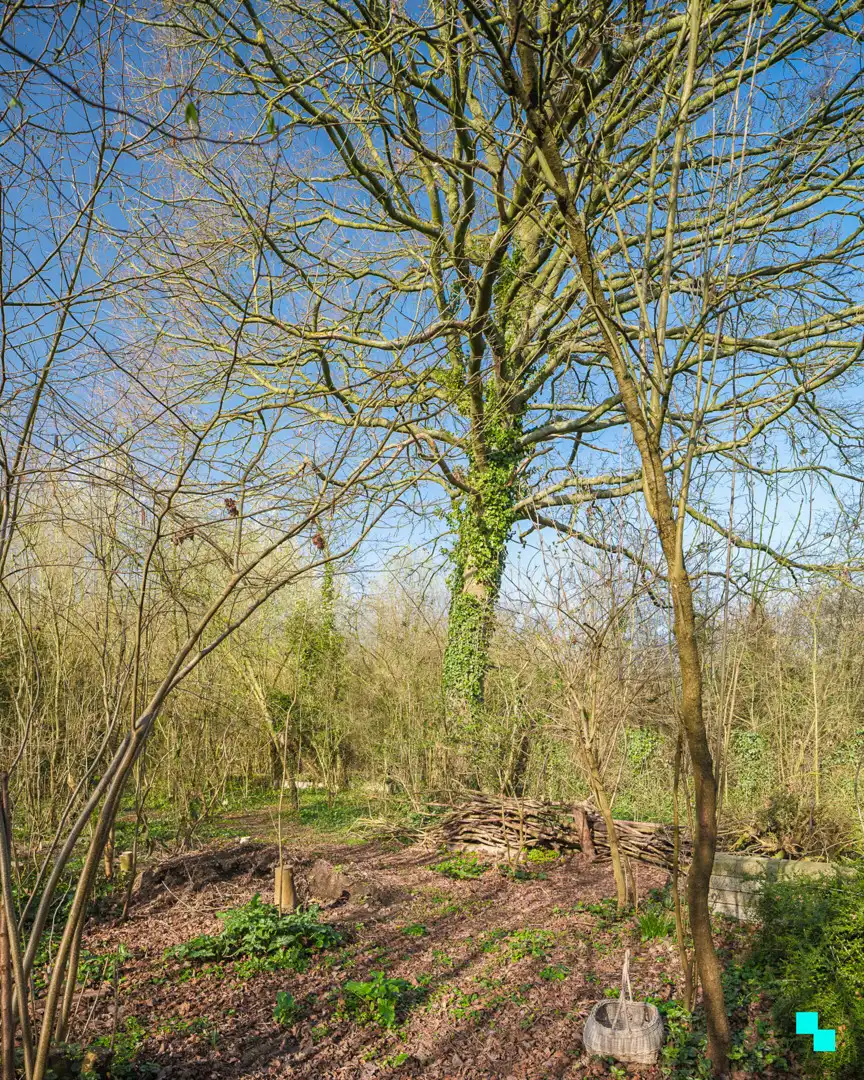 Te renoveren woning met garage en unieke tuingrond grenzend aan het bos foto 26