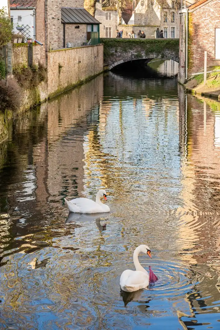 Unieke en idyllische hoekwoning nabij Minnewaterpark en historisch Brugge foto 14