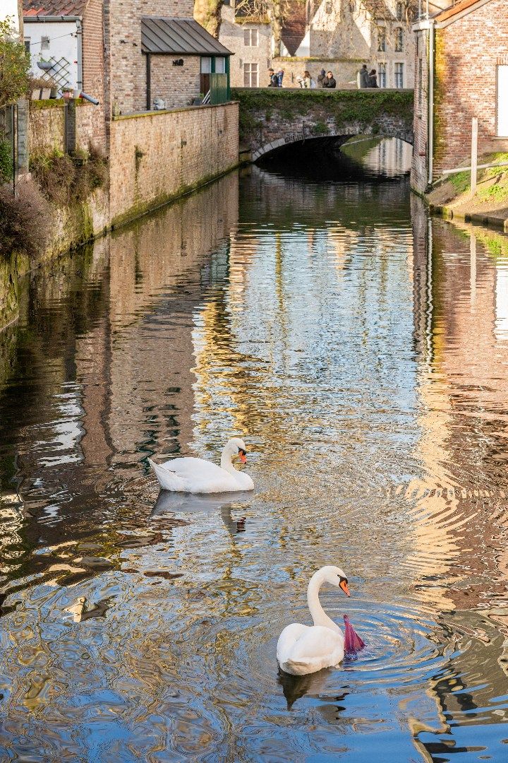 Unieke en idyllische hoekwoning nabij Minnewaterpark en historisch Brugge foto 14