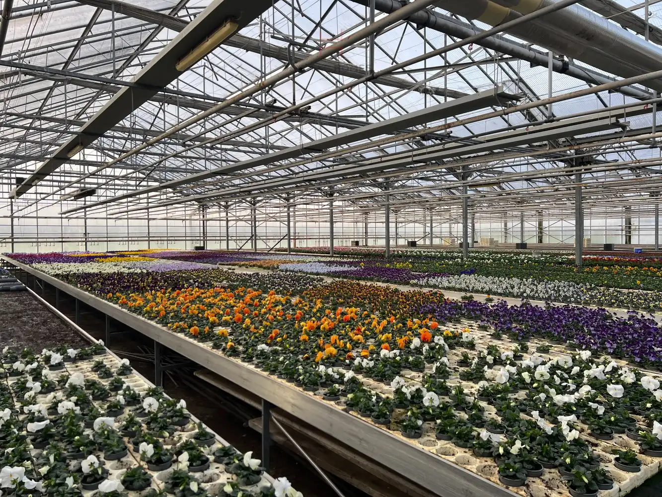 Ca.5.000 m2 serres met loods - bestemd voor agrarische doeleinden. foto 12