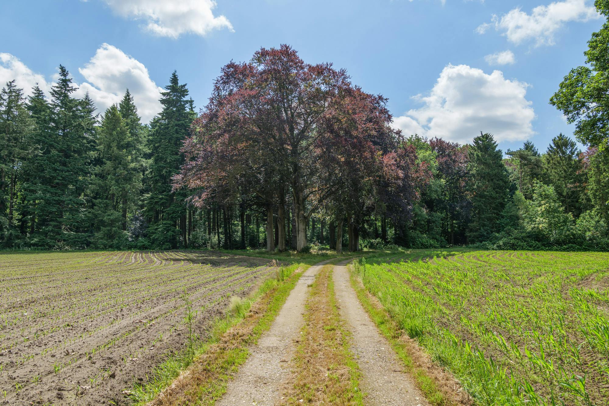 Magnifiek landhuis in een prachtig domein van ca 10ha foto 9