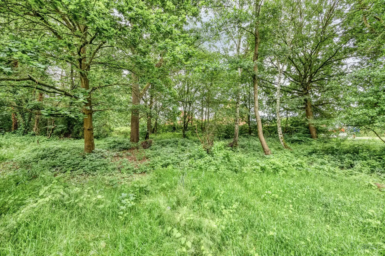 Bouwgrond op 16a 76ca te koop in Tessenderlo-Ham foto 11