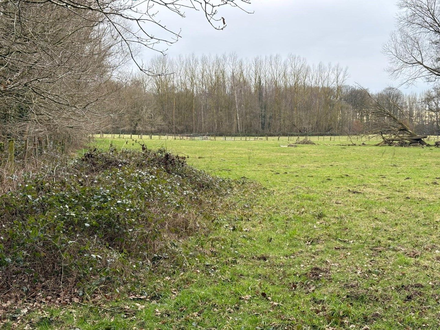 WEILAND - BOS - BOOMGAARD-HOOG foto 10