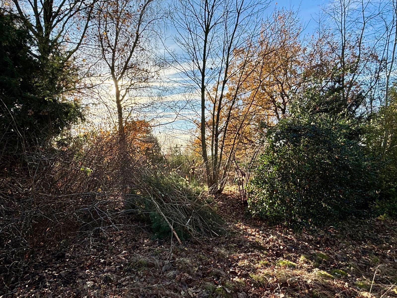 Te renoveren woning op 4769 m², grenzend aan natuurgebied De Keiheuvel foto 15