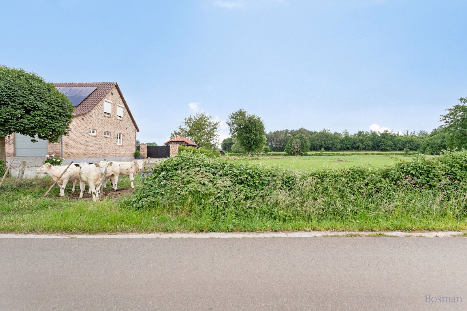 Bouwgrond voor open bebouwing te koop in Tessenderlo foto 5