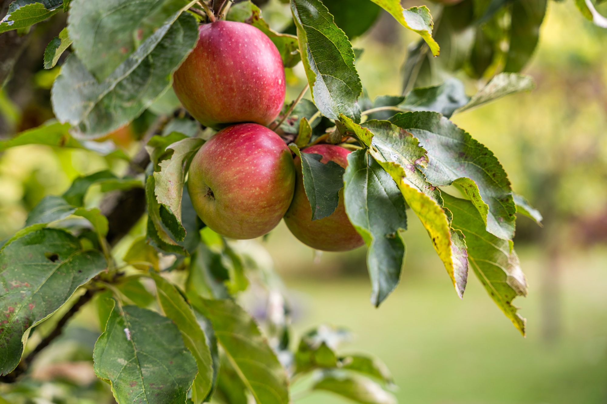 Huis te koop foto 29