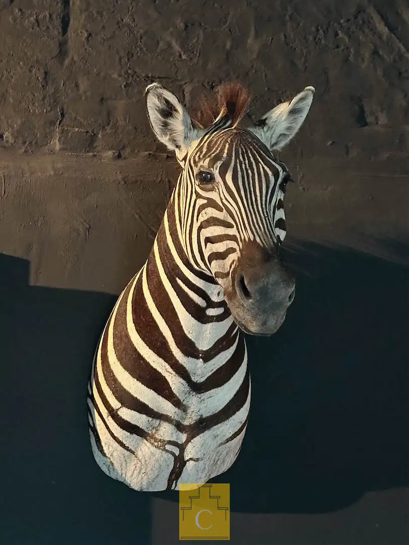 exclusief trapgevelhuis met lift en terras en tuin aan de rei nabij Sint-Jakobskerk en palend aan het Sebrechtspark foto 36