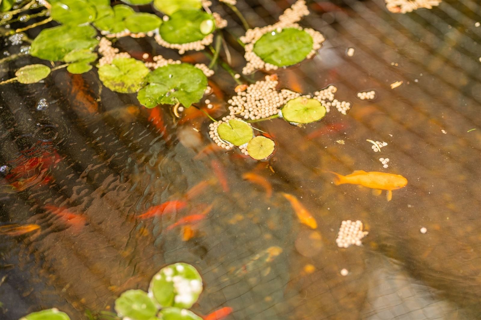 Gerenoveerde gezinswoning met tuin en garage op 6are70 foto 16