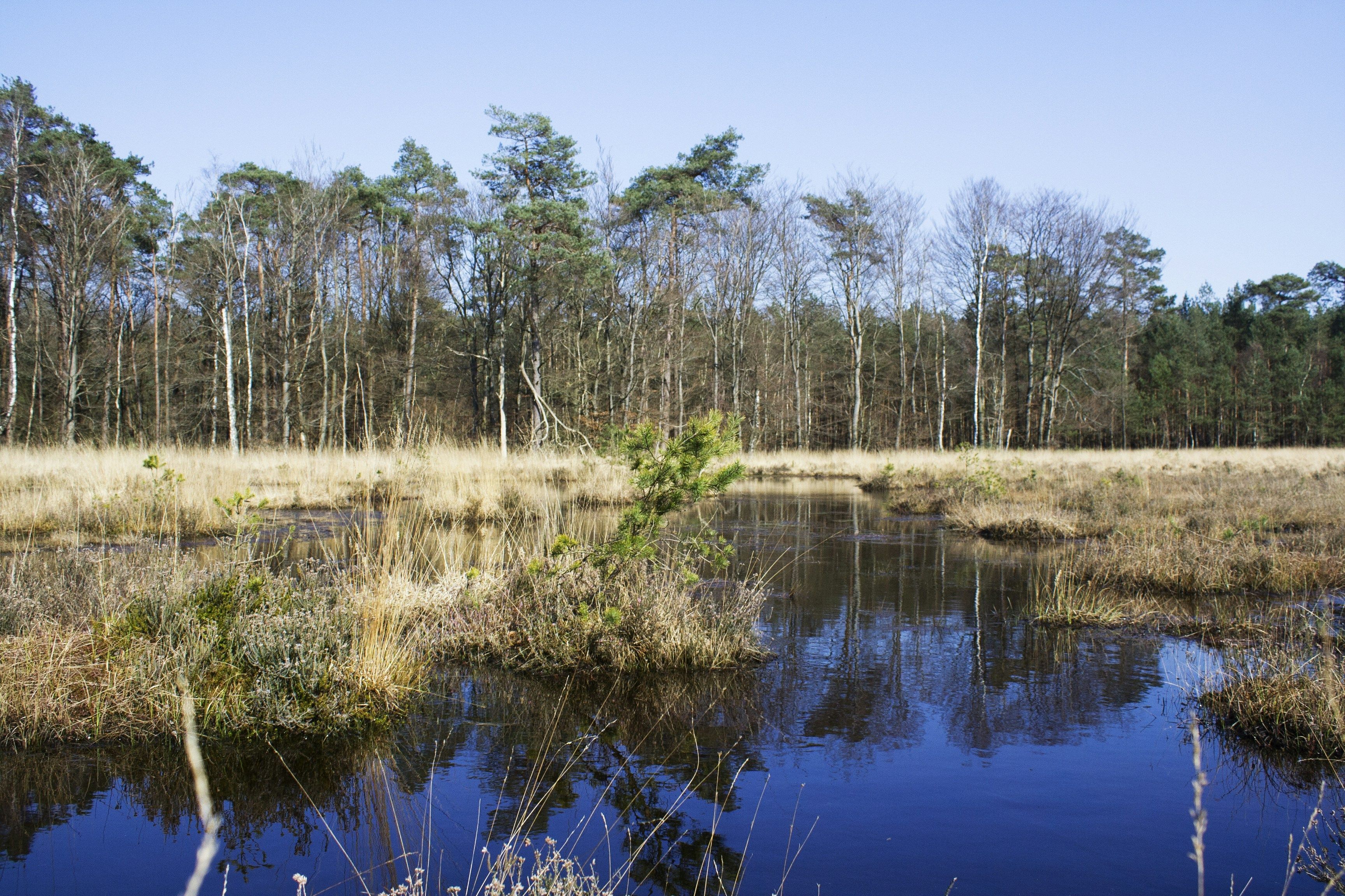 Royale bouwgrond met unieke mogelijkheden en unieke ligging nabij Kalmthoutse Heide. foto {{pictureIndex}}