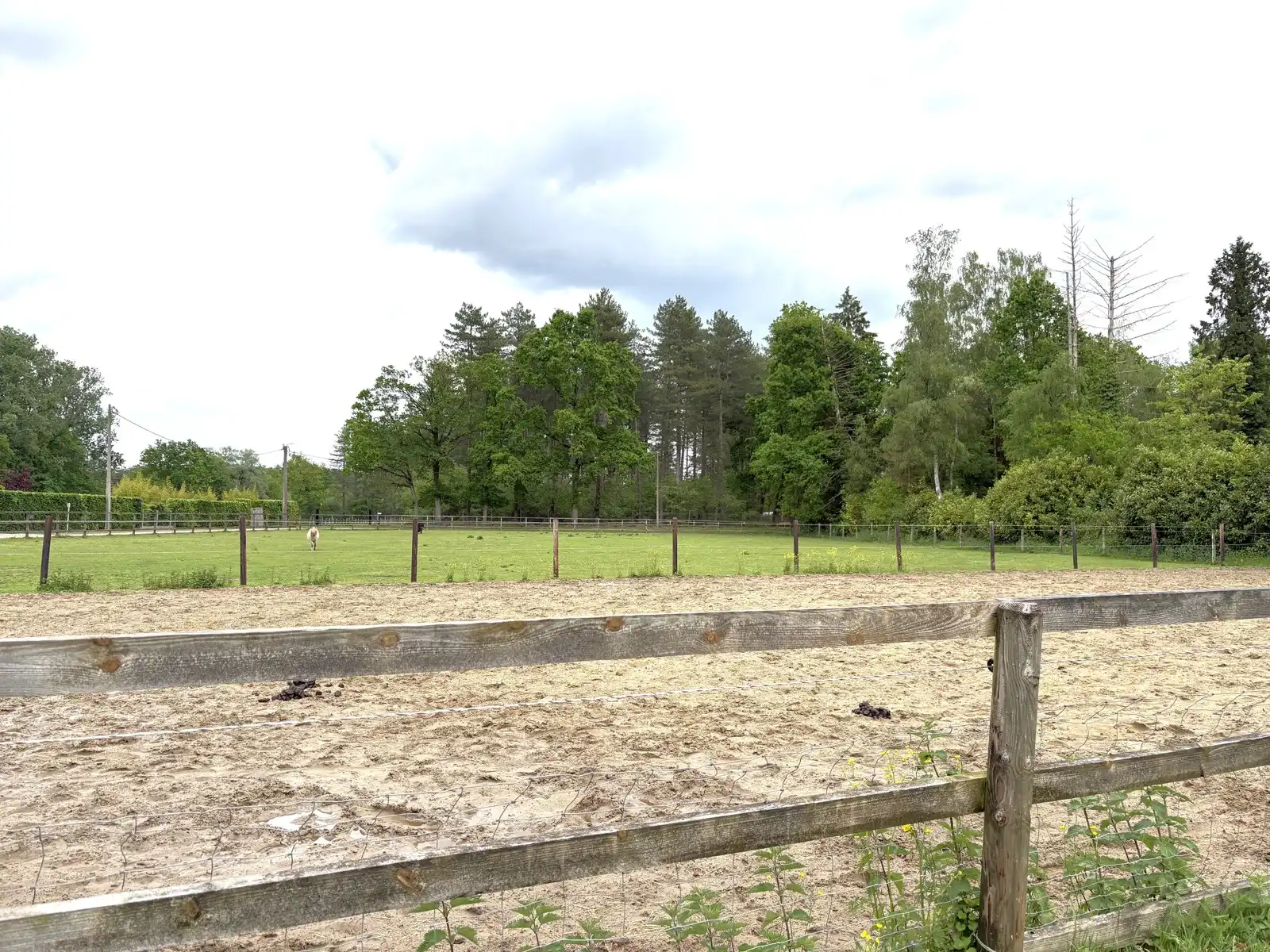 Grote weide en bos foto 2