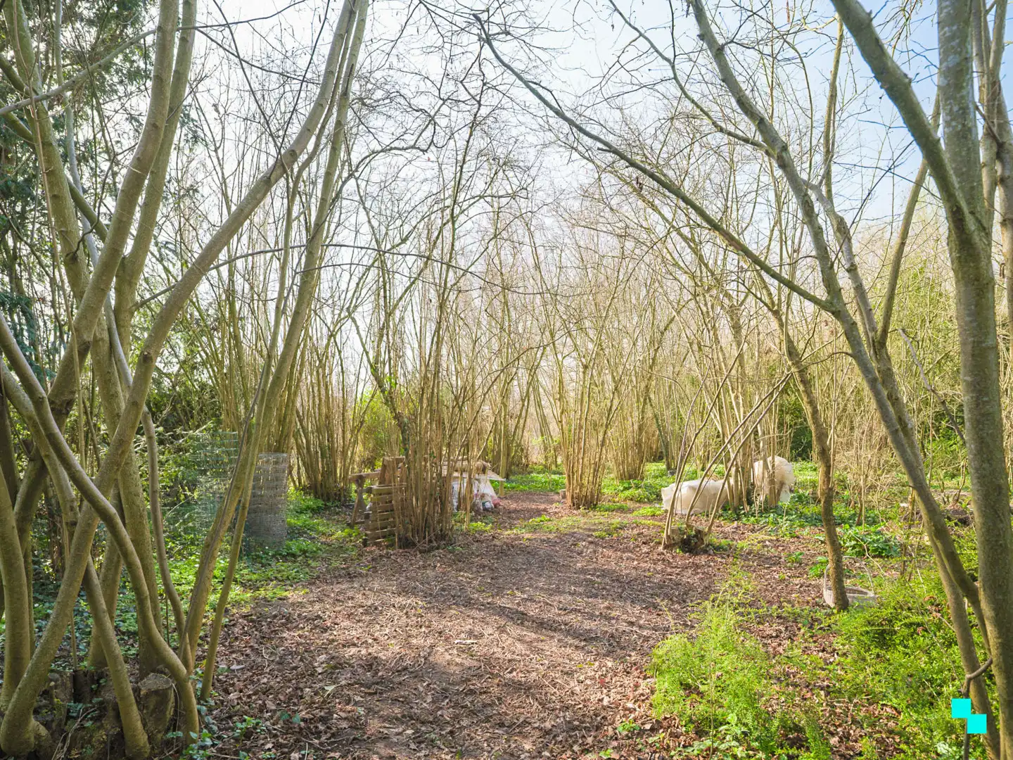 Te renoveren woning met garage en unieke tuingrond grenzend aan het bos foto 25