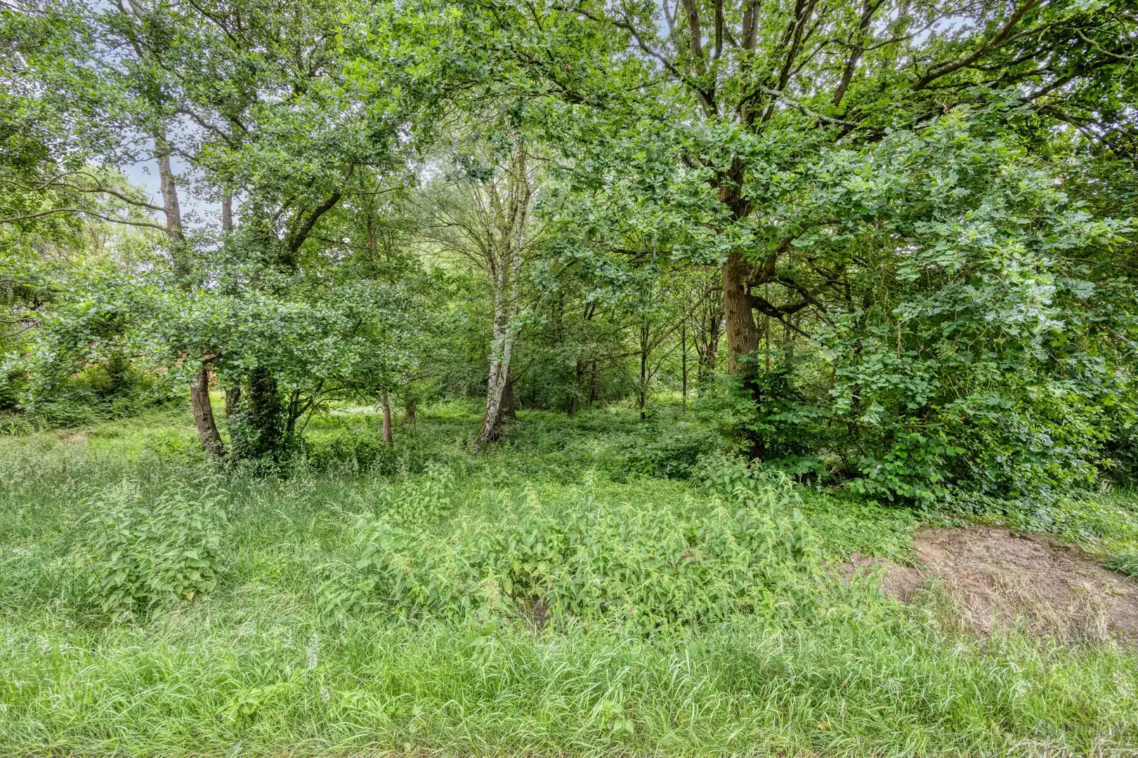Bouwgrond op 16a 76ca te koop in Tessenderlo-Ham foto 5