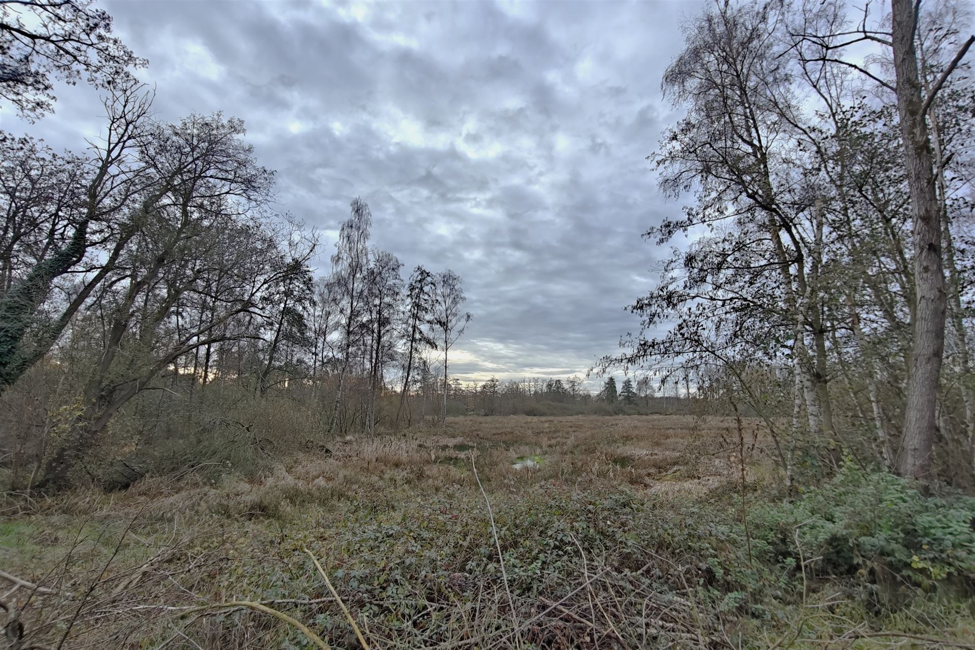 Gerenoveerde woning met loods (205m²) en privaat bos op 24a80ca in het rustige Zelem (Halen) foto 11