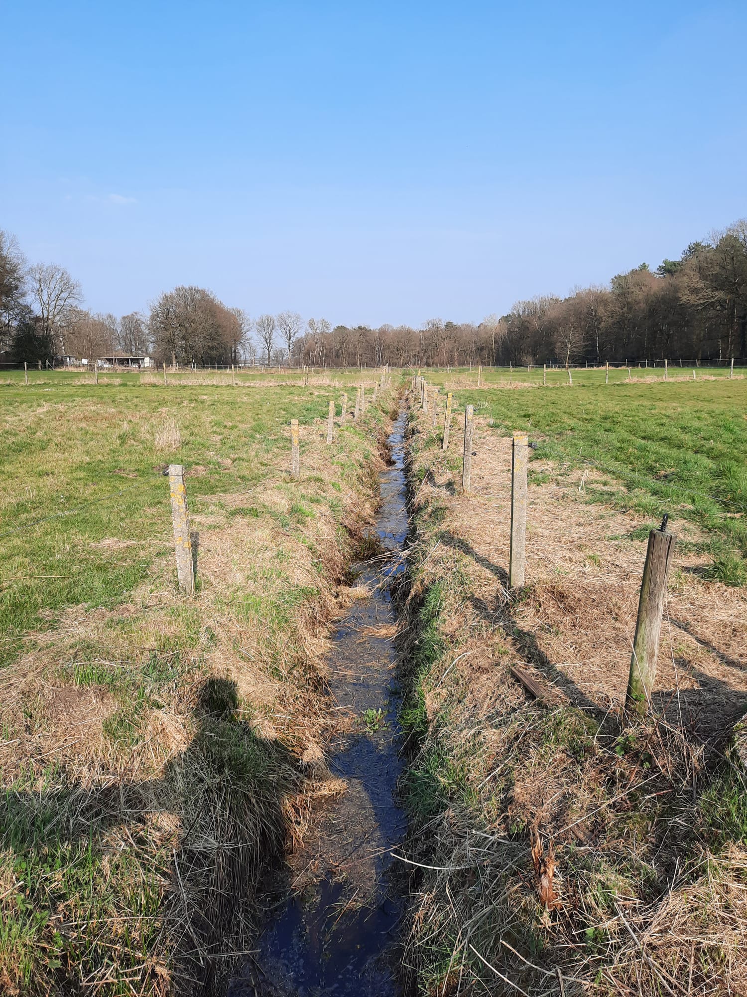 Mooie omheinde weide met schuilstallen te Helchteren  foto 6