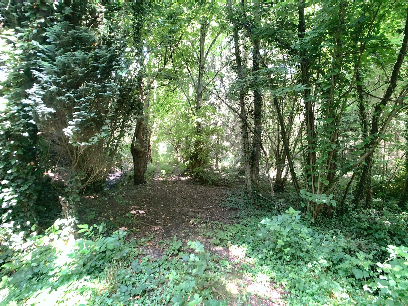 Bosgrond met beek nabij centrum Hever. foto 2