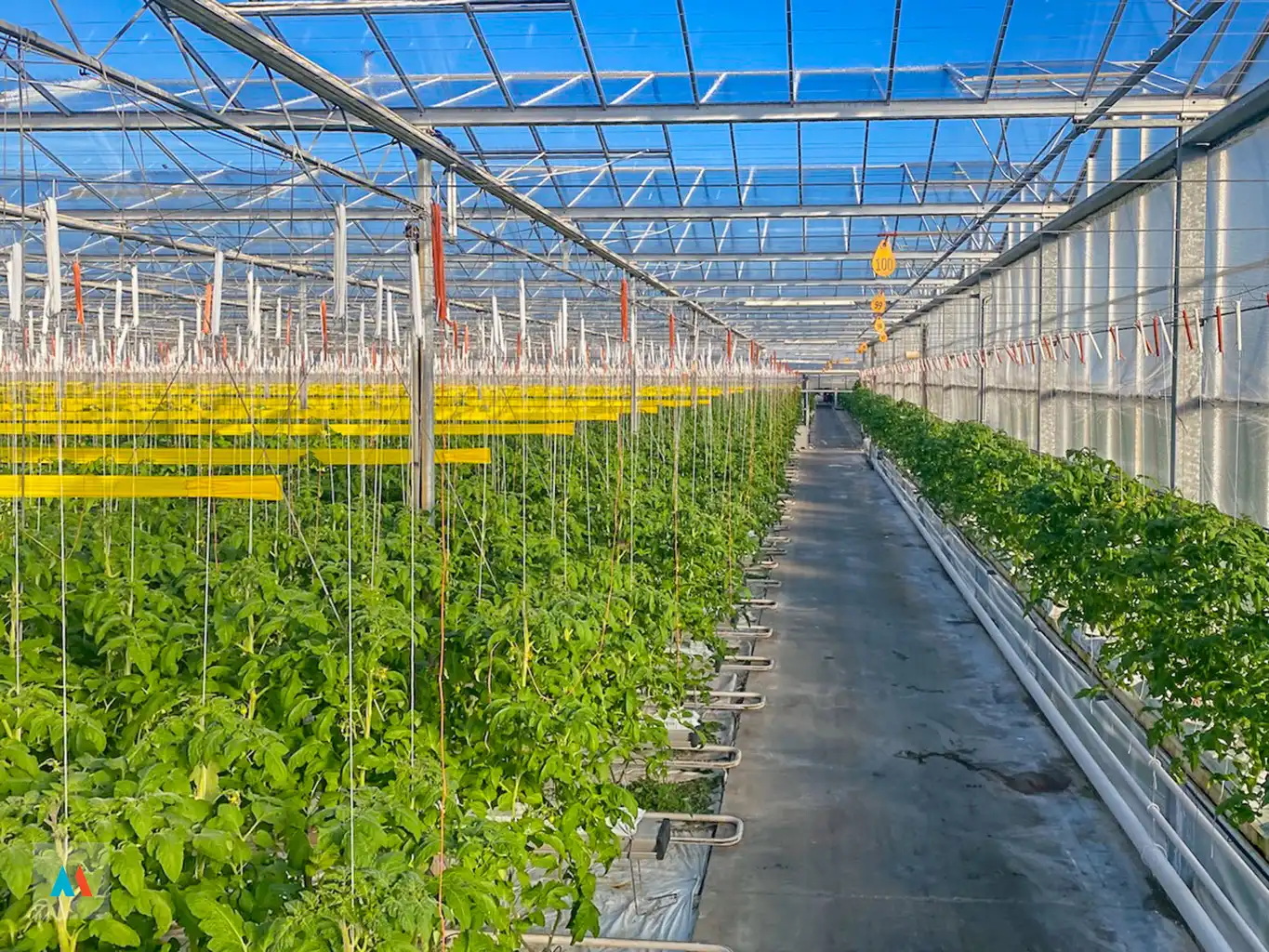 Volledig uitgerust glastuinbouwbedrijf foto 3