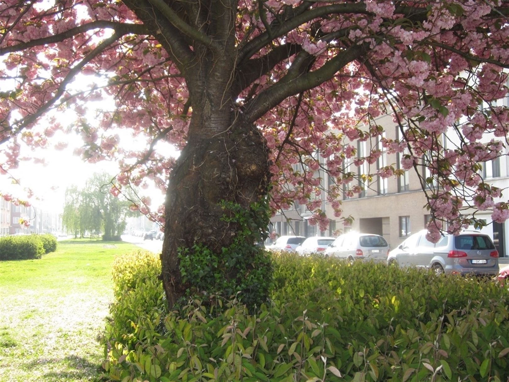 Investeringsopportuniteit: gebouw met 7 appartementen en 16 garages foto 2