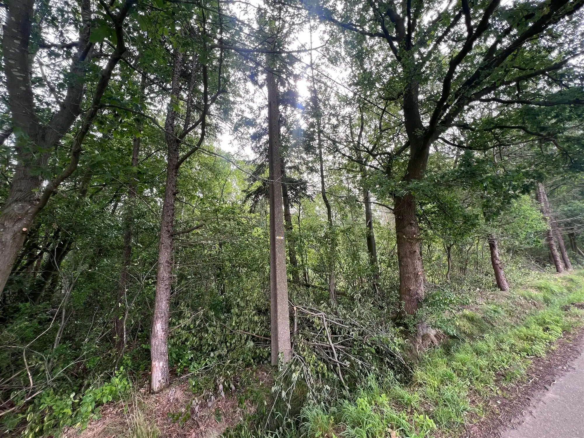 Bosperceel van 6.340 m² op rustige ligging te Oud-Turnhout foto 8