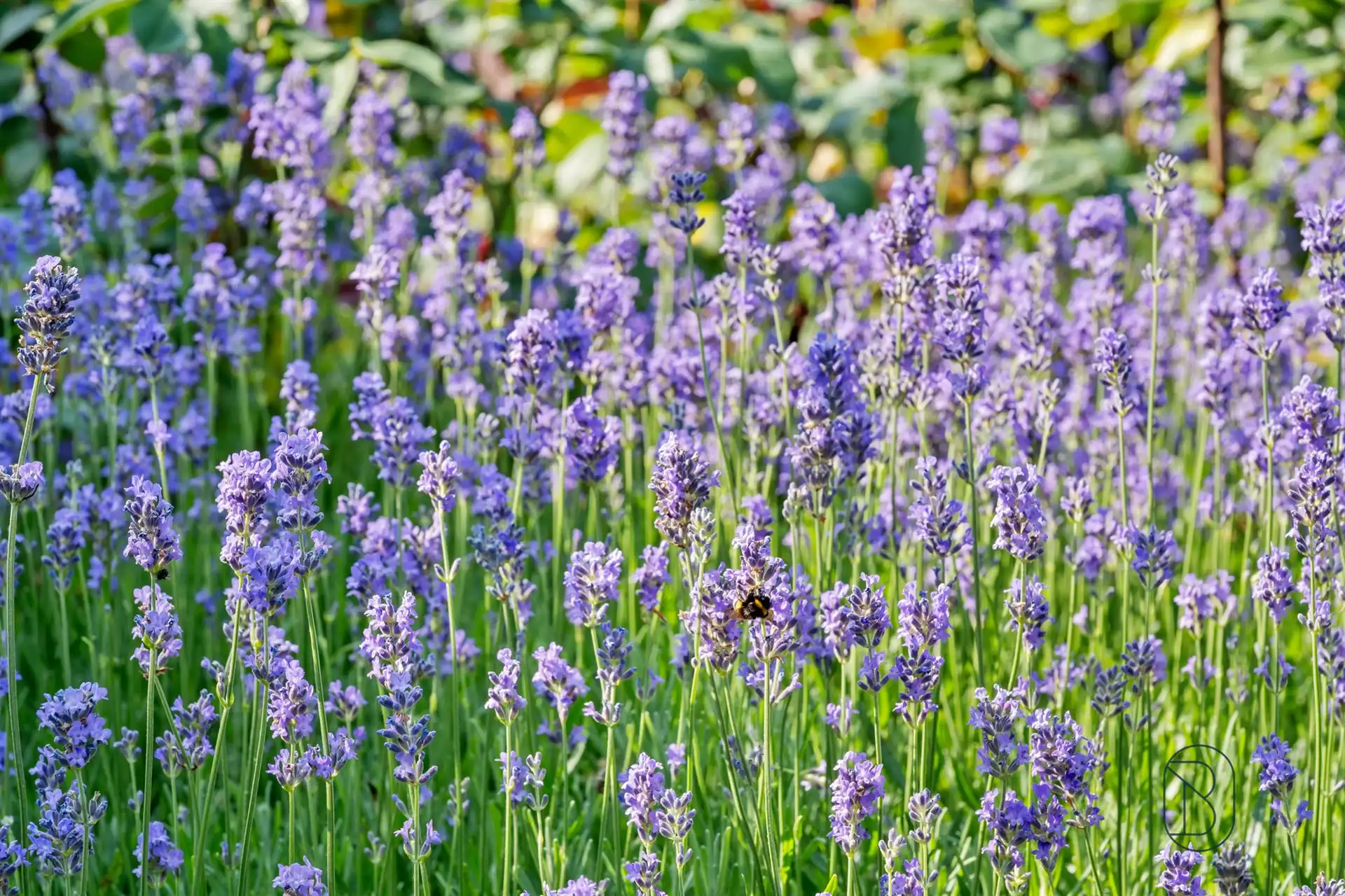Charmante fermette op een uitzonderlijk perceel van 2.463m² foto 16