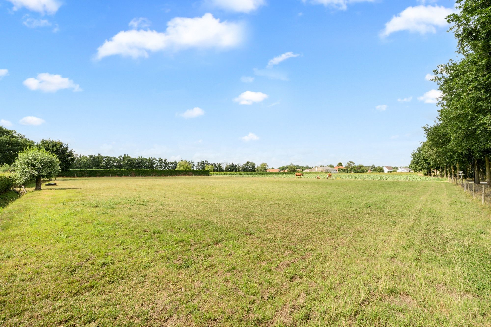Charmante hoeve met paardenstallingen en schuur op 11.908 m² vlakbij het Drongengoed foto 3