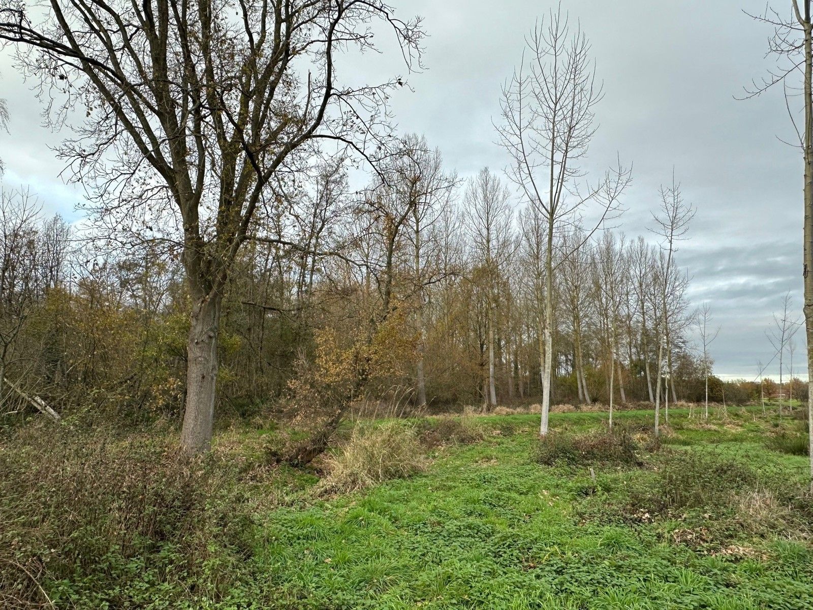 Bosgrond 10.950 m² te HAACHT foto 3