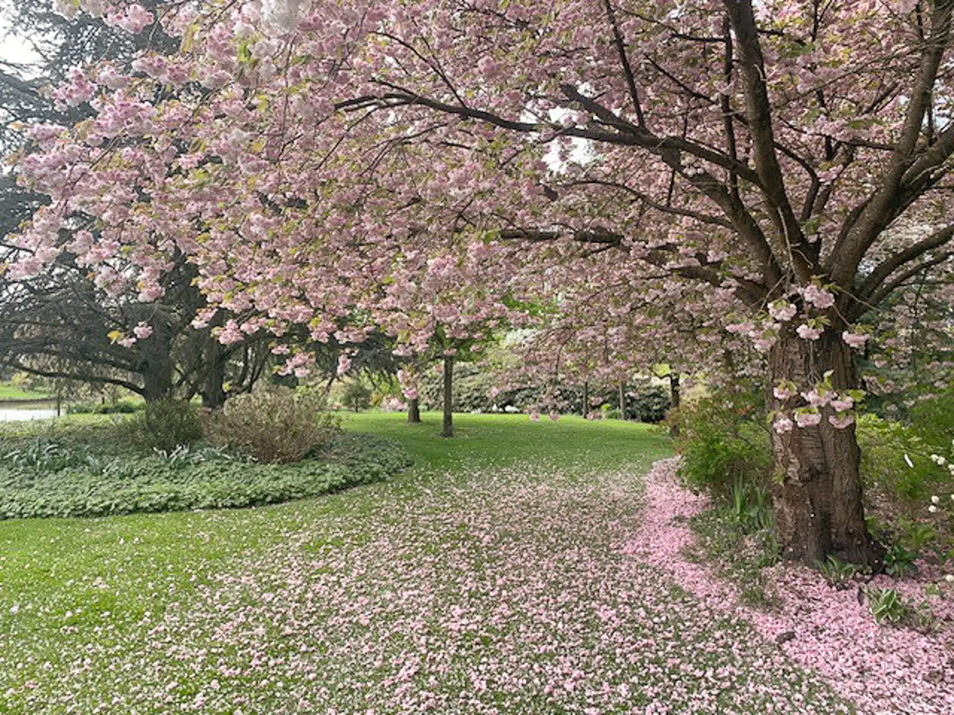GEEL - Stijlvolle villa met parktuin foto 20