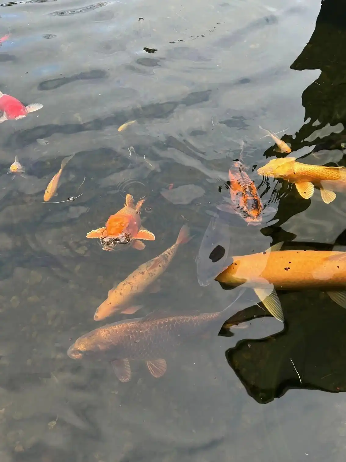 Unieke moderne woning met een dubbele bestemming op een perceel van 29a24ca. foto 79