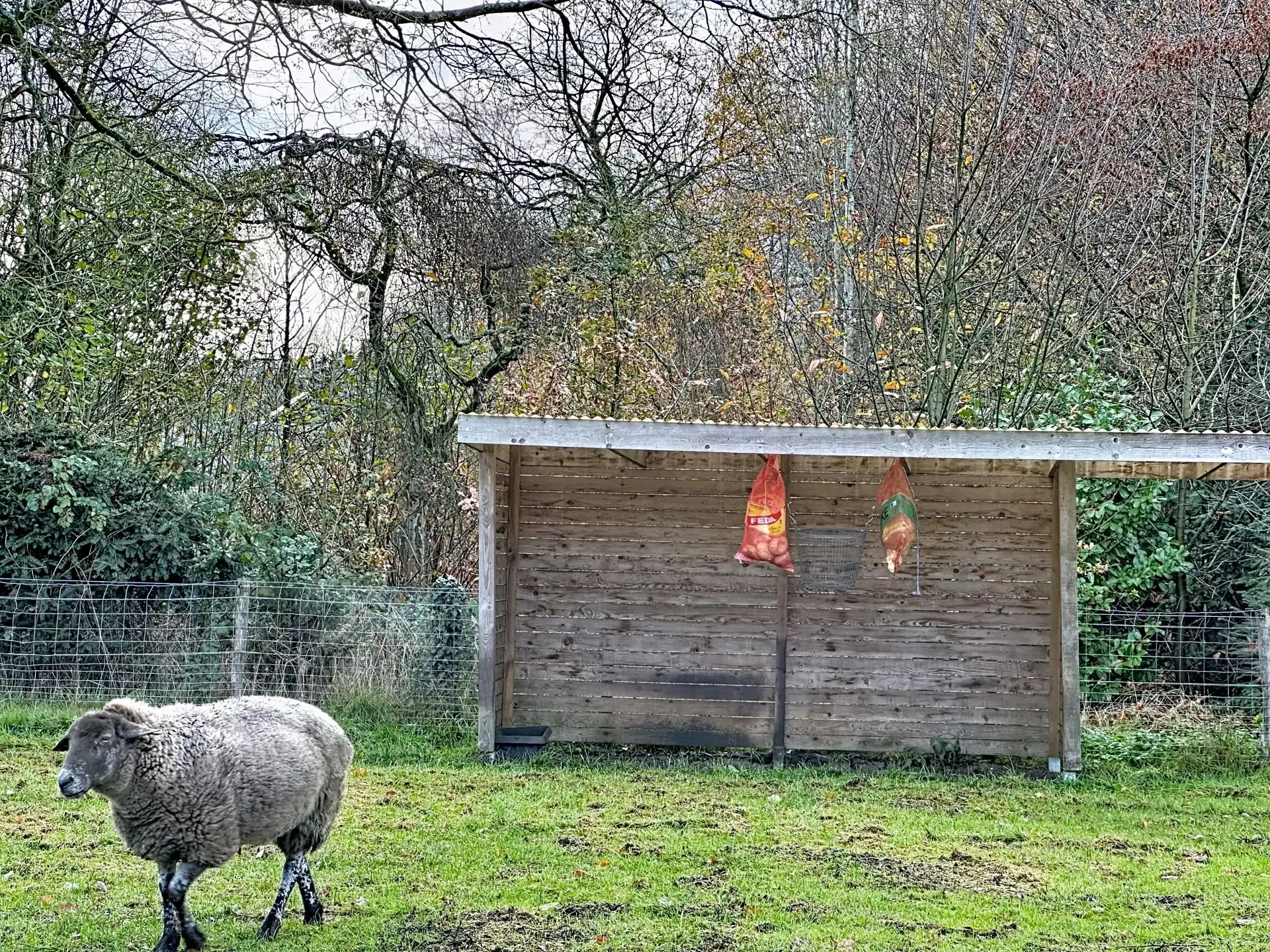 Bouwgrond voor open bebouwing te Mol-Gompel van 7a18ca. foto 5