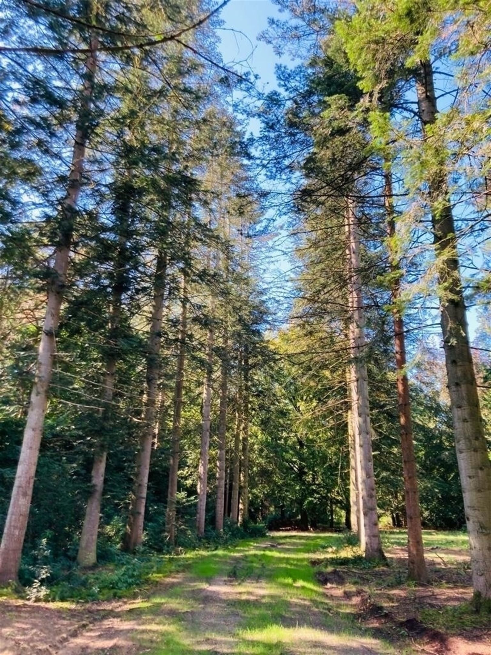 Villa bouwgrond 5.371 m² in nieuwe verkaveling bij natuurdomein foto 7