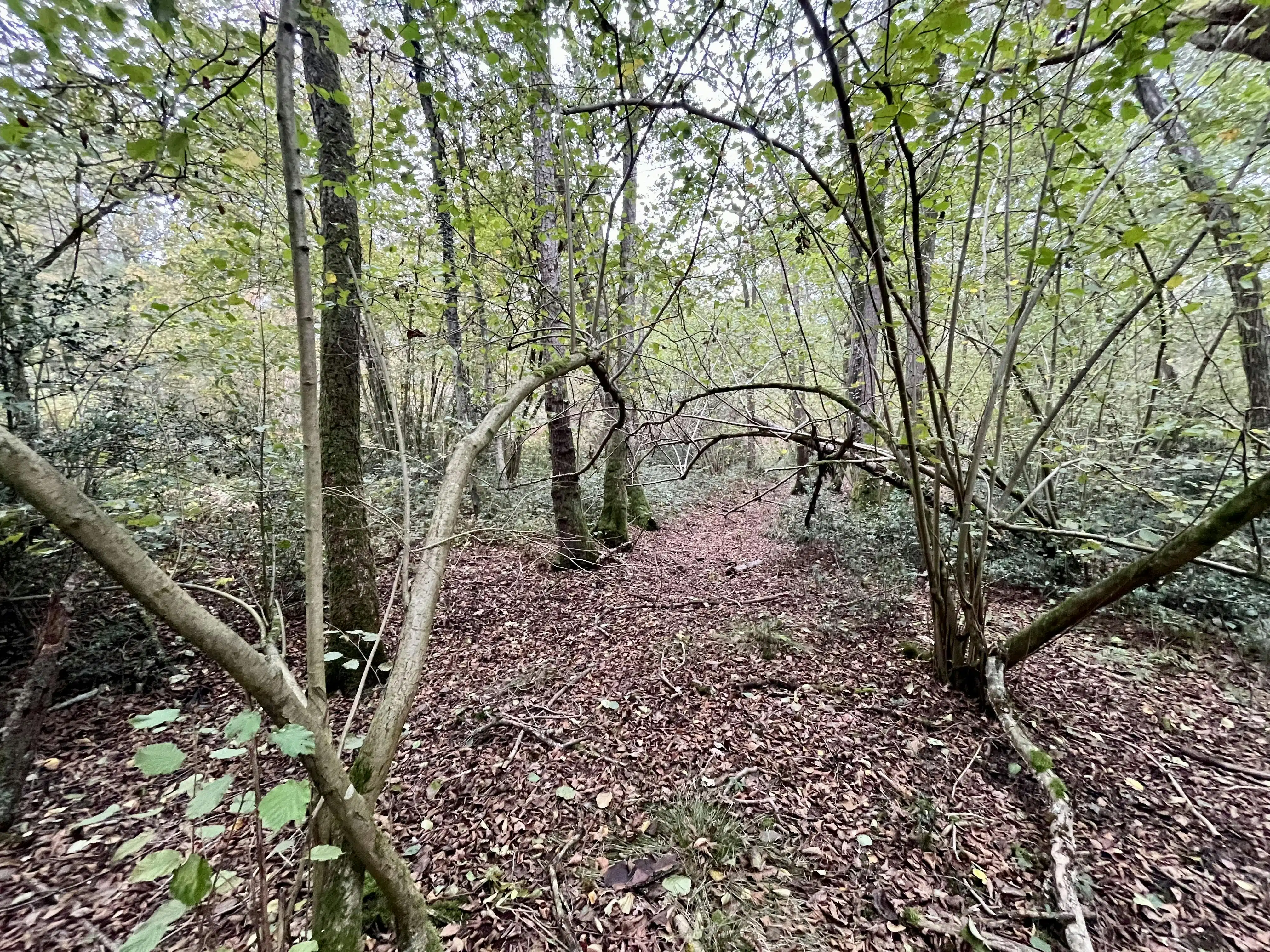 Perceel bosgrond te koop in Zoerselbos foto 5