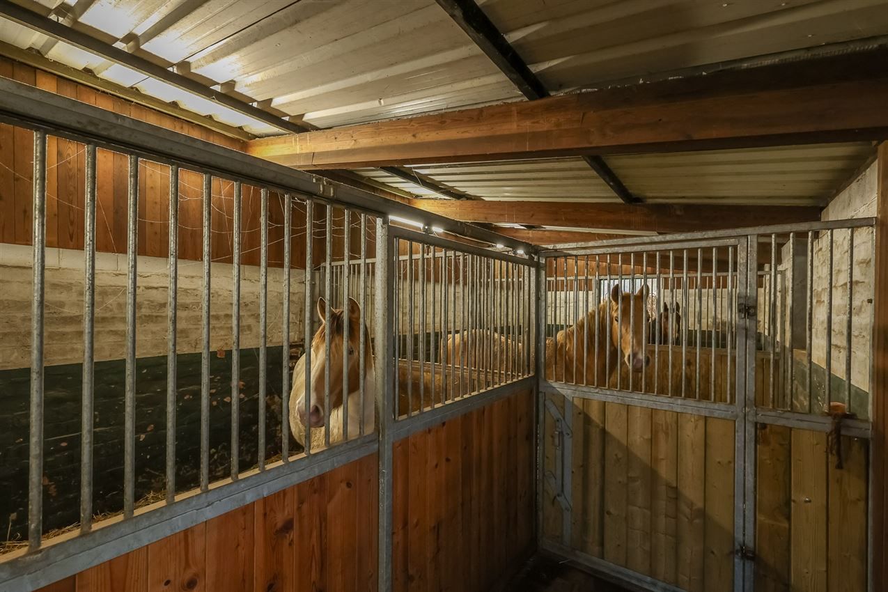 Rustig gelegen woning met weiland en stallen foto 30