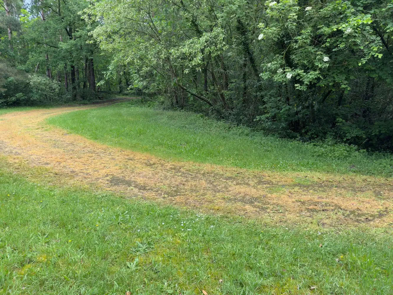 Genk, Wijerdriesstraat 51 - Mooie bouwgrond voor open bebouwing van 14a 62ca. foto 7